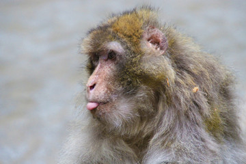 Berberberaffe
