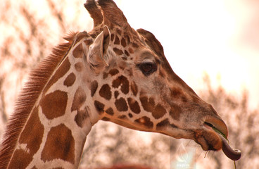 Giraffe feeding on vegetation portrait