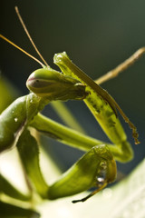 Mantodea, Mantis green insect are siting on leaf
