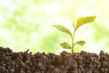 Growth of new life on  background