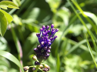muscari