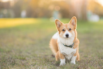 Beautiful welsh corgi pembroke dog portrait sitting in the park focused and looking to the camera