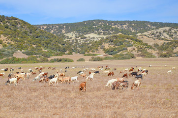 Beautiful dry landscape of Turkish Northern Cyprus taken with a herd of glazing goats on a field....