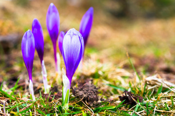 Crocus on bright colorful background. spring flowers.