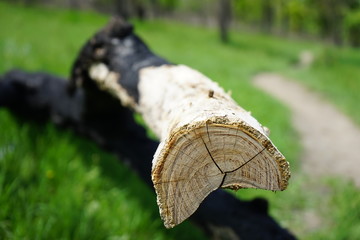 Burned tree trunk lying in the spring park