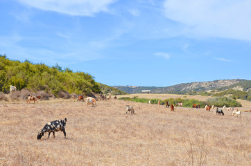 Naklejka na ściany i meble Herd of goats grazing in the beautiful countryside of Cypriot Karpas Peninsula. The remote place belonging to Turkish Northern Cyprus offers amazing views of the dry hilly landscape. 