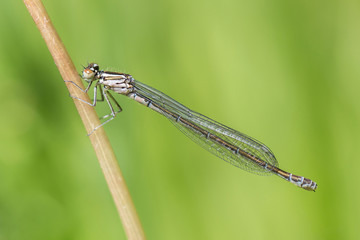 Dragonfly Coenagrion puella.