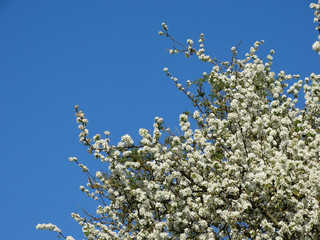 weißblühender Baum vor blauem Himmel