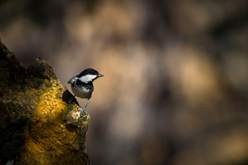 Cute little bird. Dark green nature background. Bird: Coal Tit. Periparus ater.