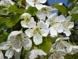 kwitnące drzewo, białe kwiaty, wiosna © mariusz