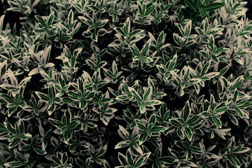 Fototapeta premium Green background of plant leaves. Fresh spring tropical greens. Abstract floral background.
