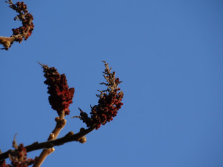 Zwei weinrote flauschige Blüten im April