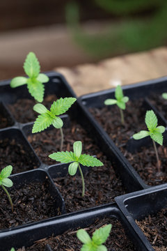 Home grown Cannabis plant seedling