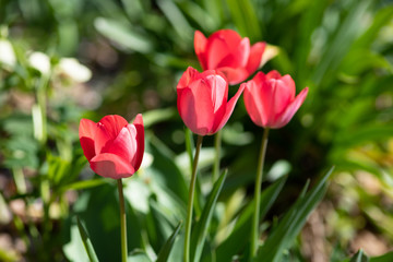 赤いチューリップ