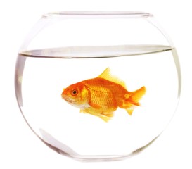 Gold fish in aquarium on a white background