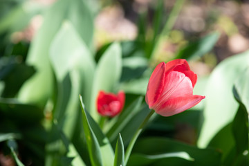 赤いチューリップ