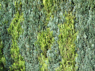 Hedge of blue and green thuja bushes