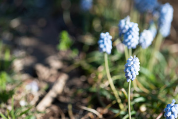 水色のムスカリ