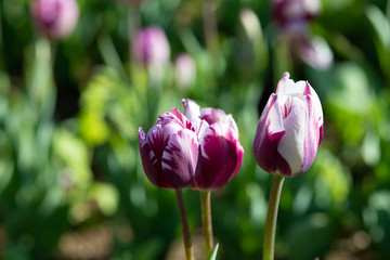 白と紫のチューリップ