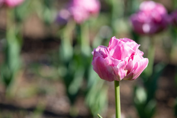 ピンクのチューリップ