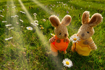 Zwei Osterhasen in Blumenwiese mit Sonnenstrahlen