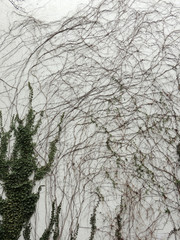 Ivy shoots, Hedera, on white wall