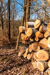 Tall pine on the edge of the forest. Mixed forest. Landscape in the Czech Republic.