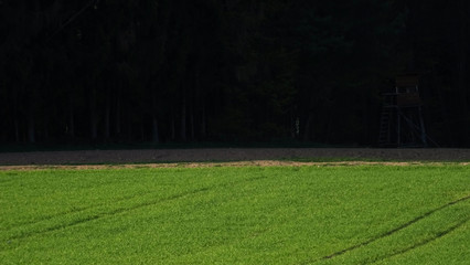 Obraz premium Bäume Gras Waldweg Weg Wald 