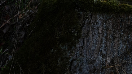 B&auml;ume Gras Waldweg Weg Wald 