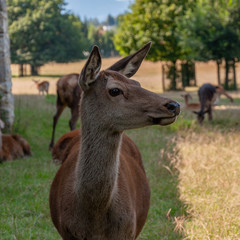 Rehe im Gehege auf der Wiese im Sommer