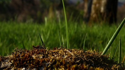 Bäume Gras Waldweg Weg Wald 