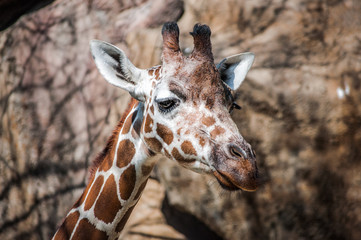 portrait of giraffe