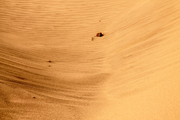 Shapes of the desert sand