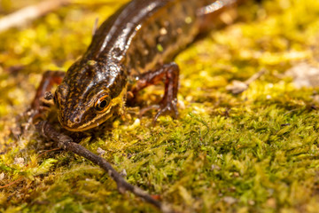 Macro Newt