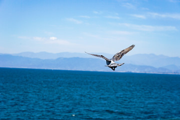 Fototapeta na wymiar 海に向かって飛び立つ鳩１