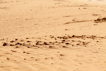 Shapes of the desert sand
