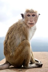 singe nature Sri Lanka 