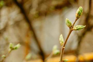 Spring vibes. Flowering plants.