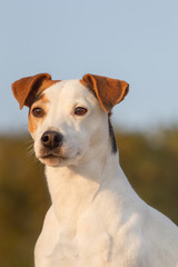 Jack Russel Terrier
