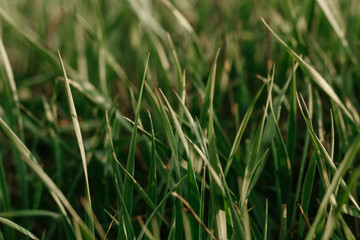 Green grass. Spring vibes