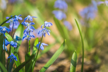 Fototapeta na wymiar Close-up of tender flowers of blue spring scilla siberica on nature forest background, selective soft focus