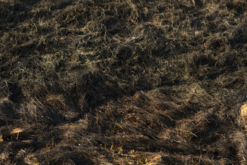 Fototapeta na wymiar burnt grass