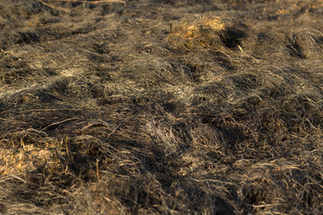 burnt grass