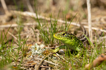 Vibrant lizard