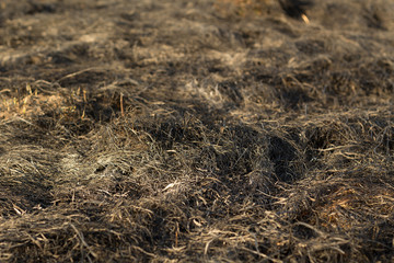 burnt grass