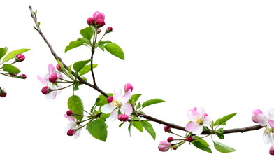 Apfelbaumblüten vor weißen Hintergrund freigestellt