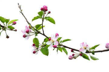 Apfelbaum - Ast mit Blüten - Freisteller weißer Hintergrund