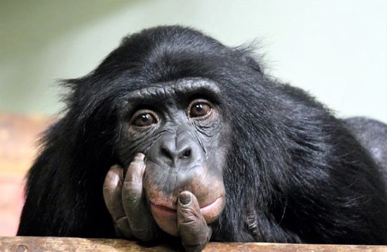 chimp chimpanzee monkey ape , chimp looking sad (pan troglodyte chimp or common chimpanzee ) stock, photo, photograph, image, picture, 