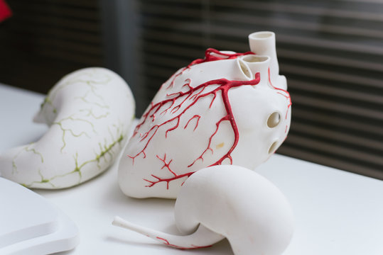 3d Models Of Organs. Printed On A 3D Printer Heart.