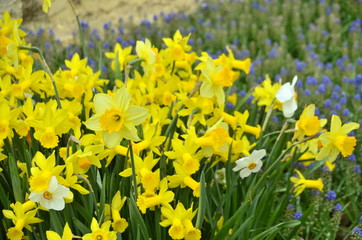 Obraz premium daffodils in the garden